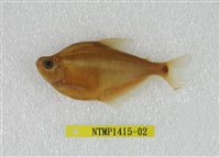 藏品(金大眼脂鯉)的圖片